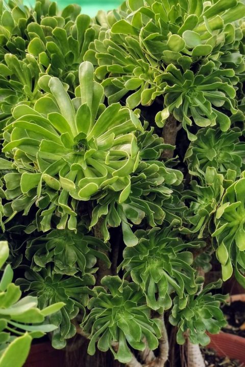 original_0c92b9d9-415d-41b4-8ff7-3bb952f82460_IMG_20201122_130749