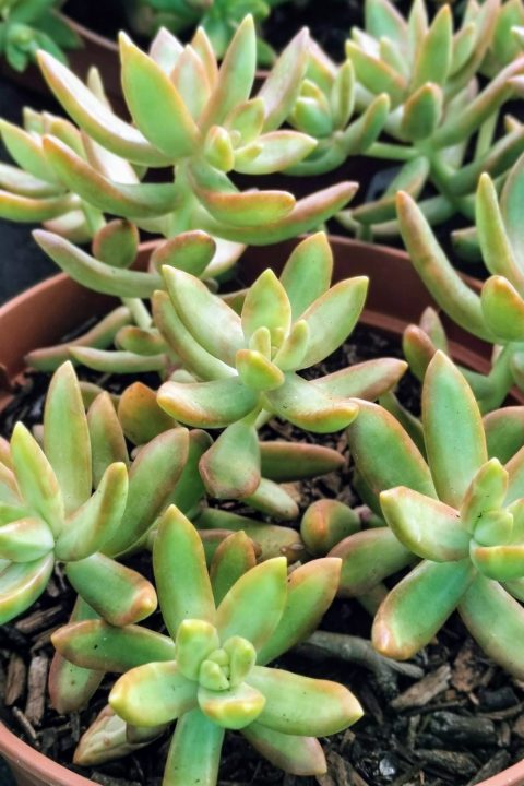 original_1310c638-d4db-4af7-ba1c-2e44b25b2d4e_IMG_20201122_130938