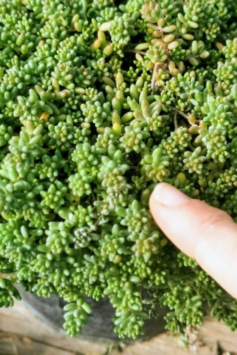 original_2d1b8b1e-8678-42c7-b2bd-44e57b3622ea_IMG_20201122_130459