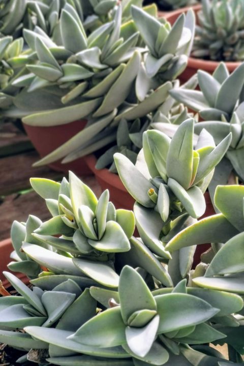 original_3e45b449-77b7-4758-aa49-0a6ed465329a_IMG_20201122_131114