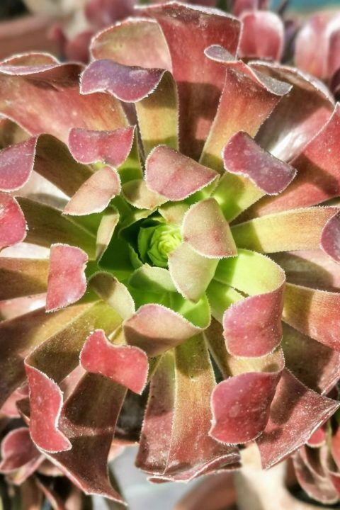 original_55110514-4a4d-4de6-8787-b65d504bc10a_IMG_20201122_130034