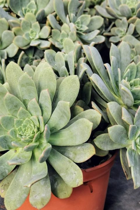 original_9900ea50-7b2a-482d-961a-fbb7f8d72e96_IMG_20201122_130650