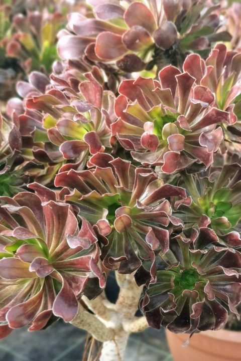 original_9ecdb427-d6ef-446c-9e77-ee02df8140cc_IMG_20201122_125950