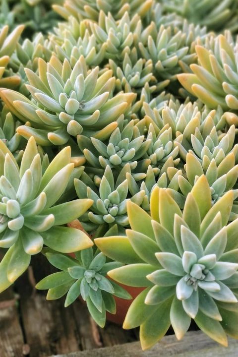 original_c48df499-2c04-4192-9100-f6ca8747abad_IMG_20201122_130243