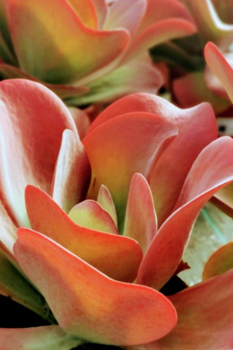 original_ce786f4d-d97c-4737-a6ce-2a8faa2084b3_IMG_20201122_125730