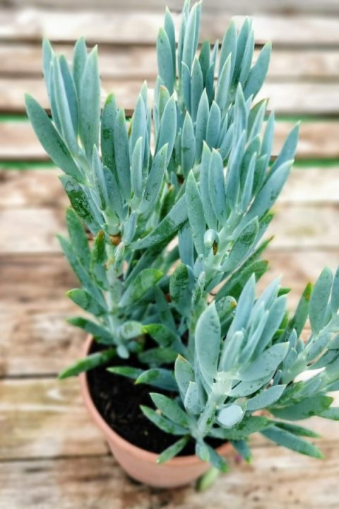 original_d816fcde-cd5d-4c9d-8097-4123c955ae38_IMG_20201217_164646