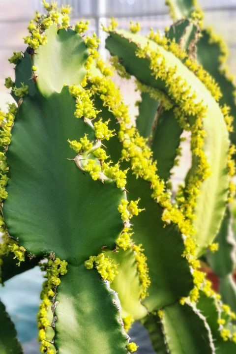 original_ffd9f4dc-78a9-4a61-ac03-86e96c1ee2a1_IMG_20201122_125833